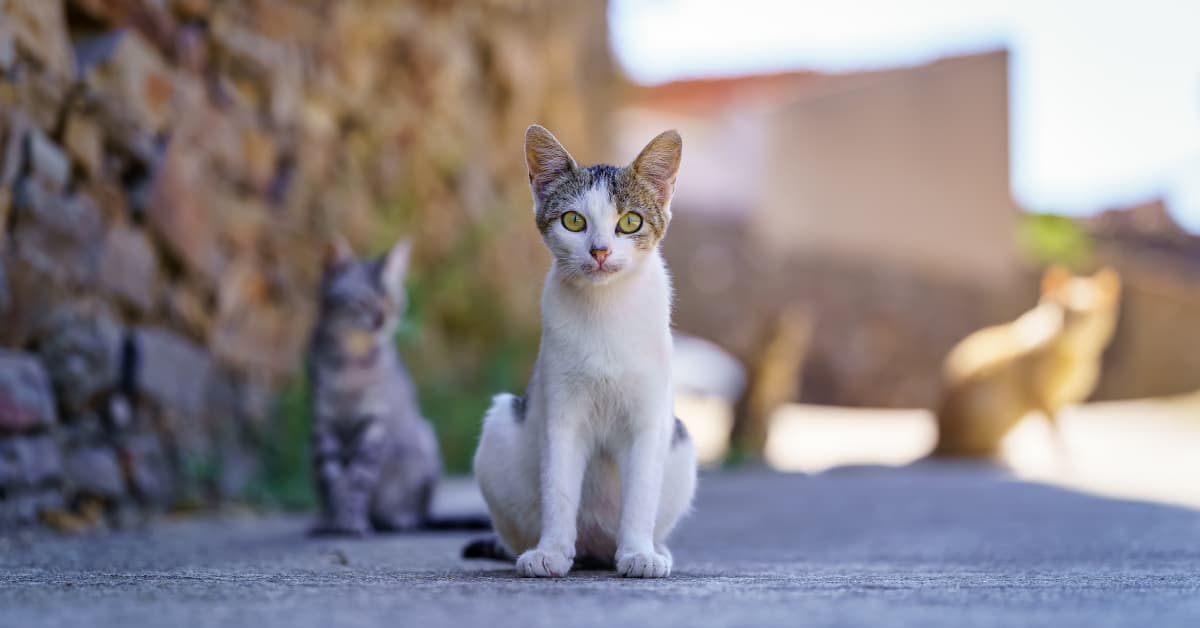 Man's Dedication to Caring for Stray Cat Colony Is So Inspiring