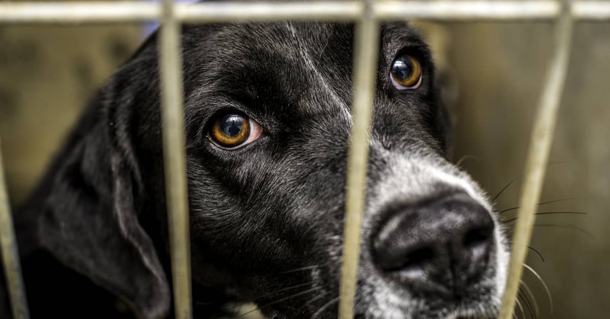 Shelter Worker Makes Plea To Find Home For Traumatized Dog Nobody Wants 