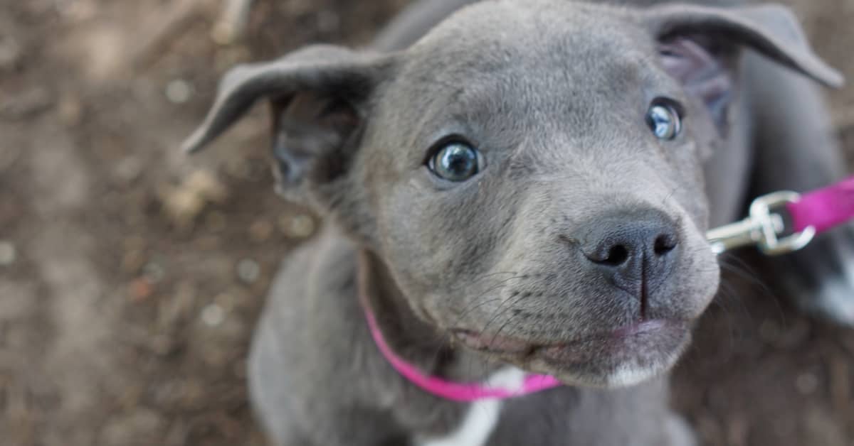 Pit Bull Puppy's Mesmerizing Bath Routine Is Quickly Going Viral