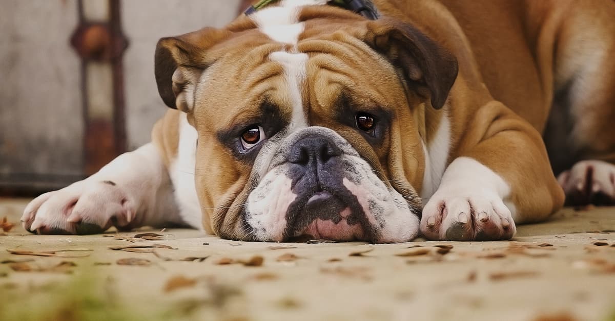 'Dramatic' Bulldog Feels Sorry for Himself After Being Sick and It's ...