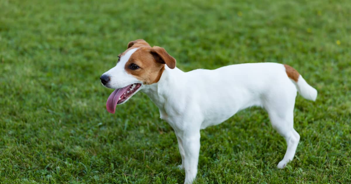 Jack Russell Terrier's Reunion with Family After Being Missing for 6 ...