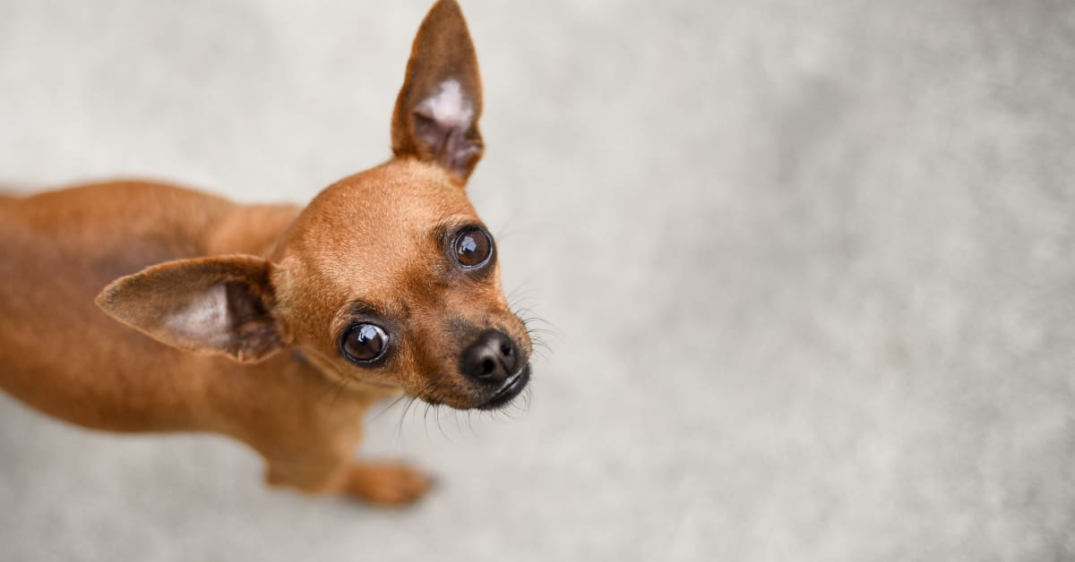 Moment 3 Scared Chihuahuas Start to Trust Rescue Worker Is So Moving