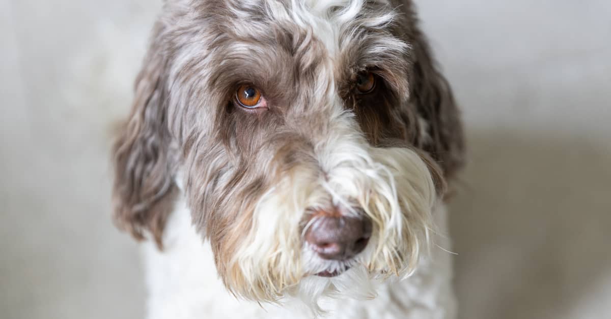 Barking Shelter Dog Has the Most Amazing Transformation After Being ...