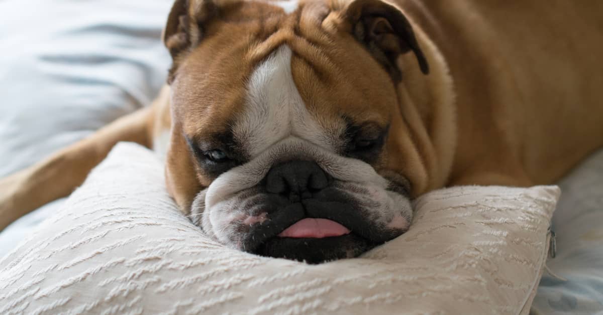 Guilty Bulldog Caught RedHanded Destroying a Pillow and It's Priceless