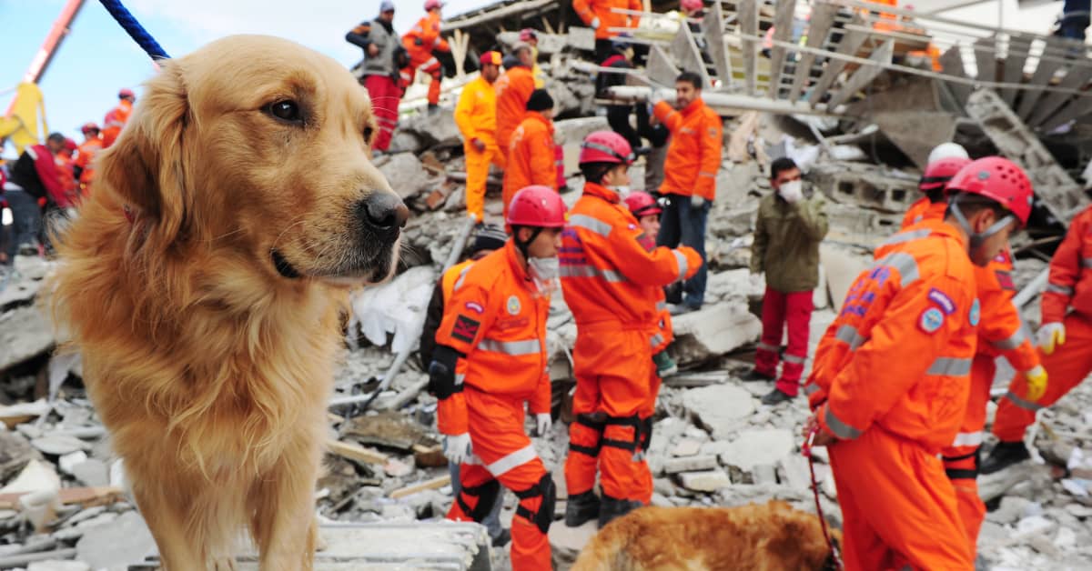 Specially-Trained Rescue Dogs Sent to Turkey to Help Find Earthquake ...