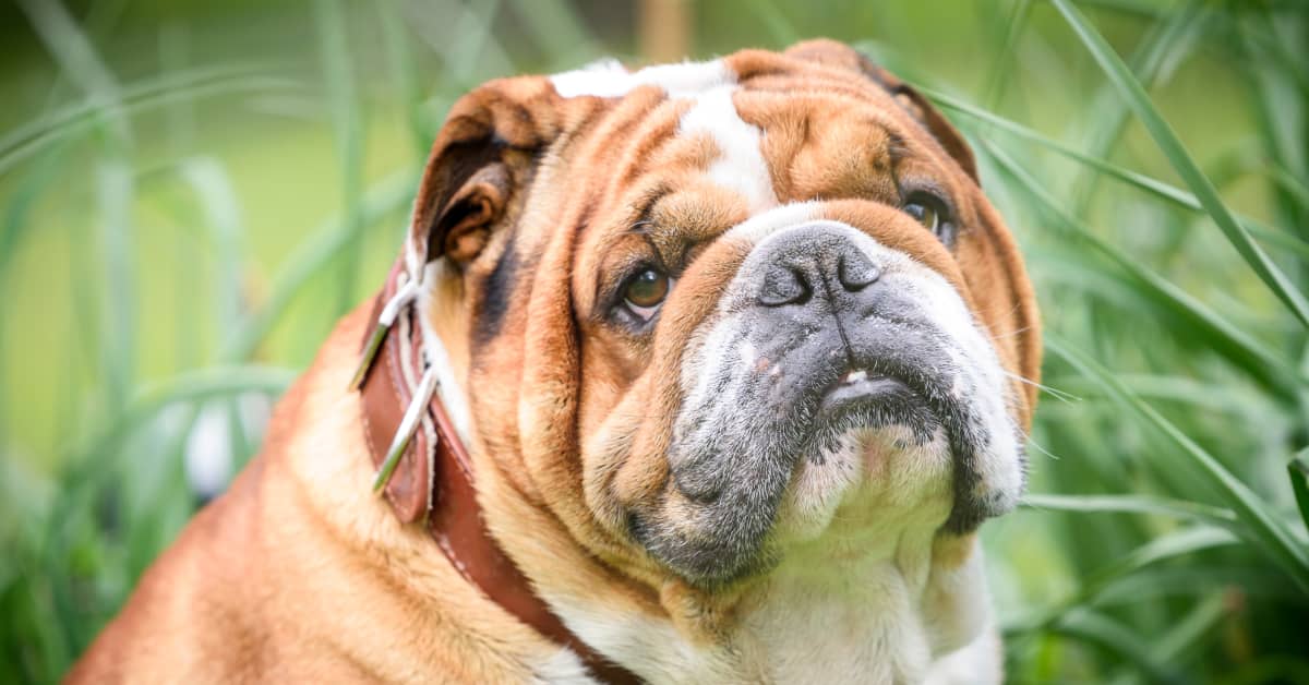 Sad Bulldog Hopes for Attention As People Keep Passing Him By and It's ...