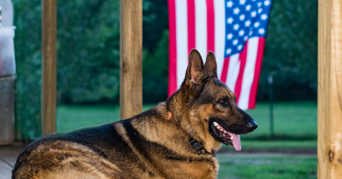 Southwest Airlines Flies Service Dog Home for the Last Time and It's So