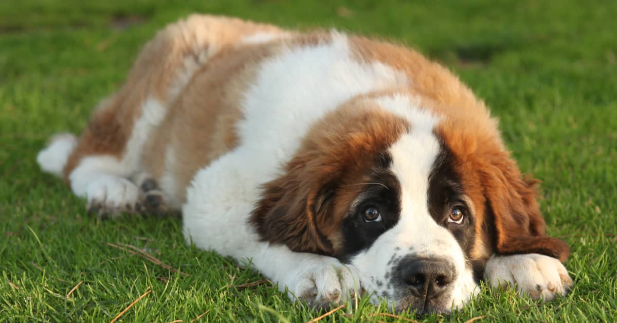 Severely Neglected Saint Bernard's Adoption Story Is Giving People the ...