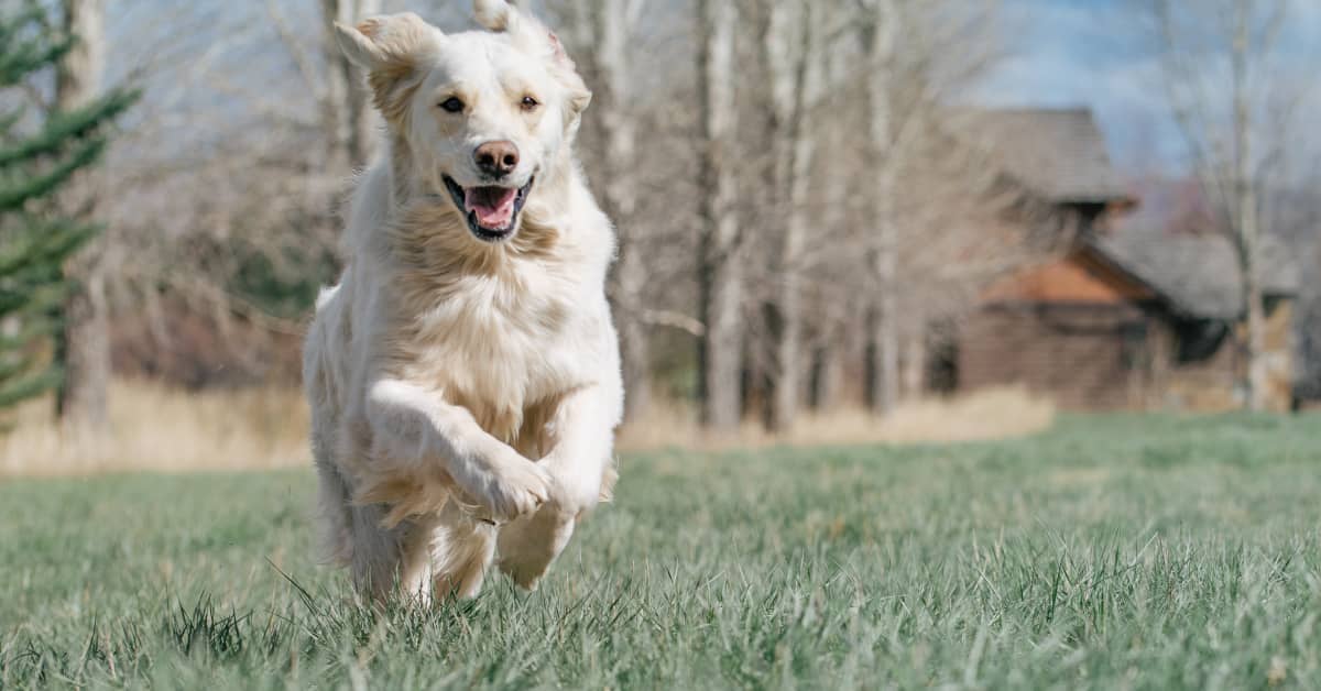 Golden Retriever Having Zoomies in Her Ball Pit Is the Picture of True