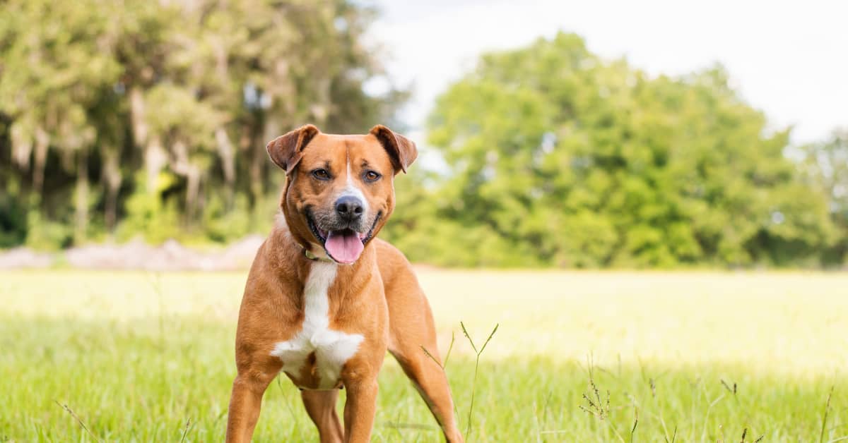 Dog Learns to Stop Barking by Wearing Precious 'Quiet Ears ...