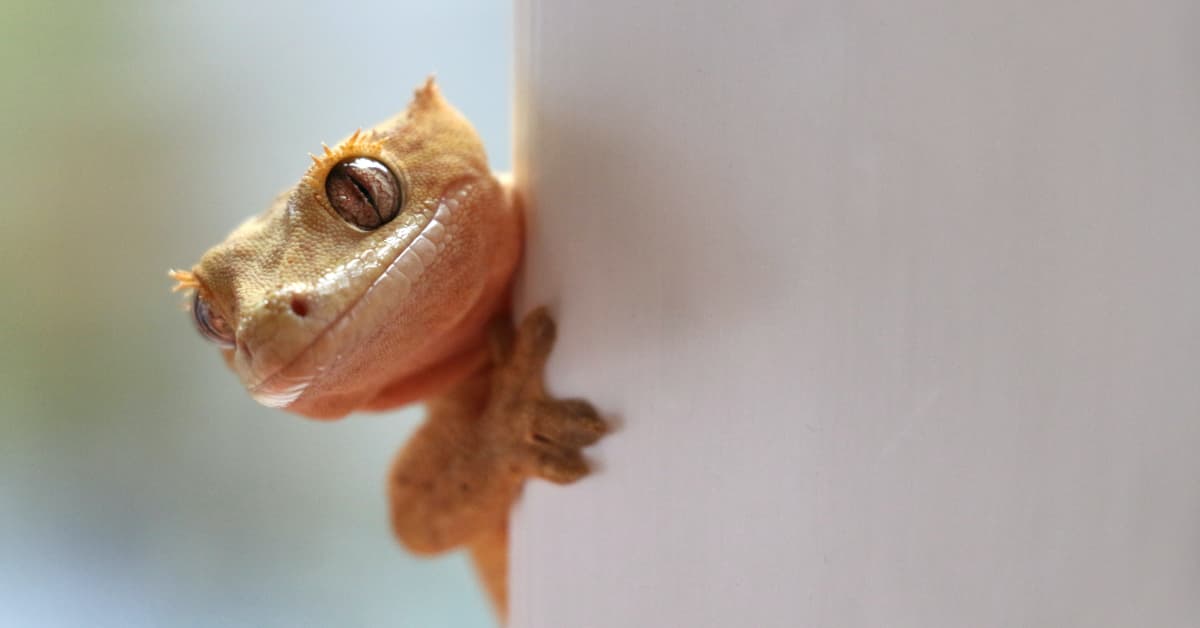 Lizard Falls on Guy's Ice Cream Cone So He Decides to Share with Him