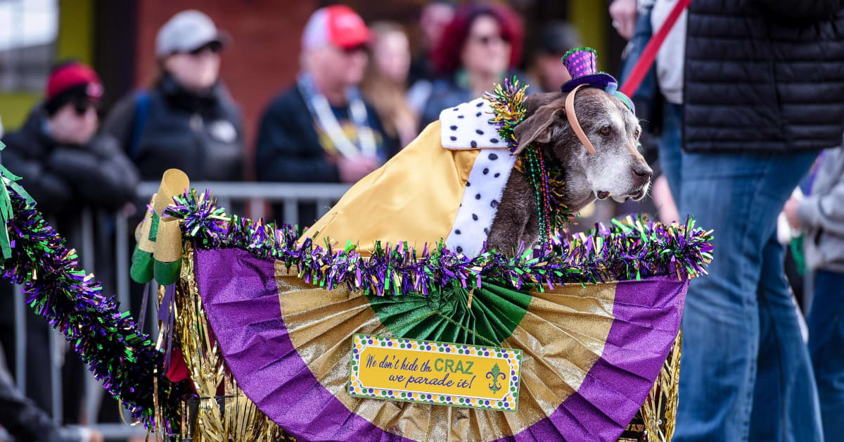 New Orleans' DogOnly Mardi Gras Parade Wins the PetHelpful News