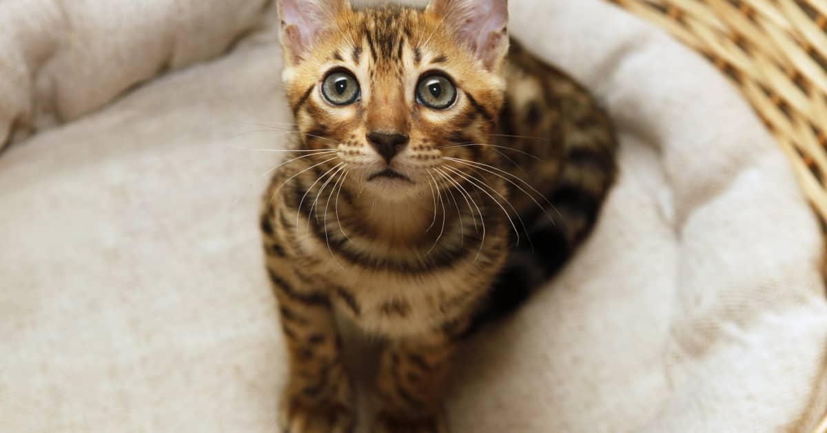 Tiger Cats: Is There A Domestic Tiger Cat Breed? - CatTime