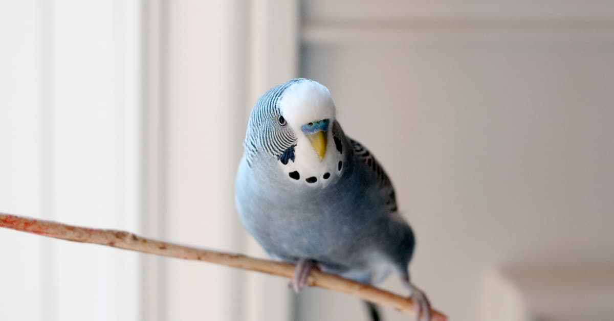 Parakeet's Funny Little Rant Has People Absolutely Delighted ...