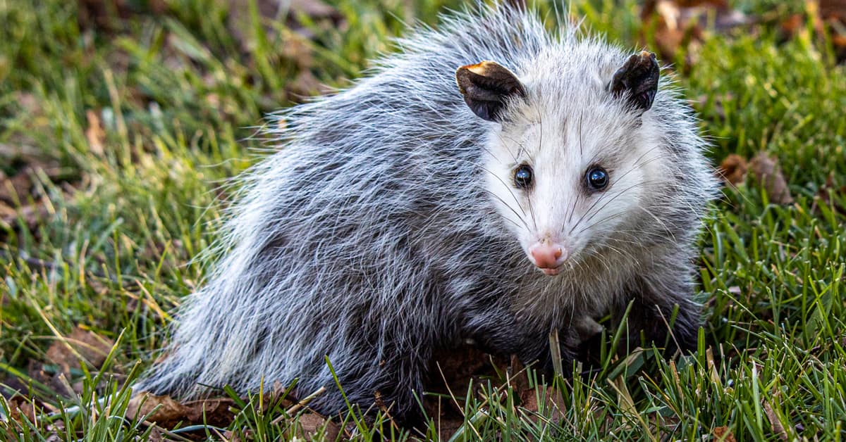 Brave Mama Possum Doesn't Flinch While Getting Stitches After Being ...