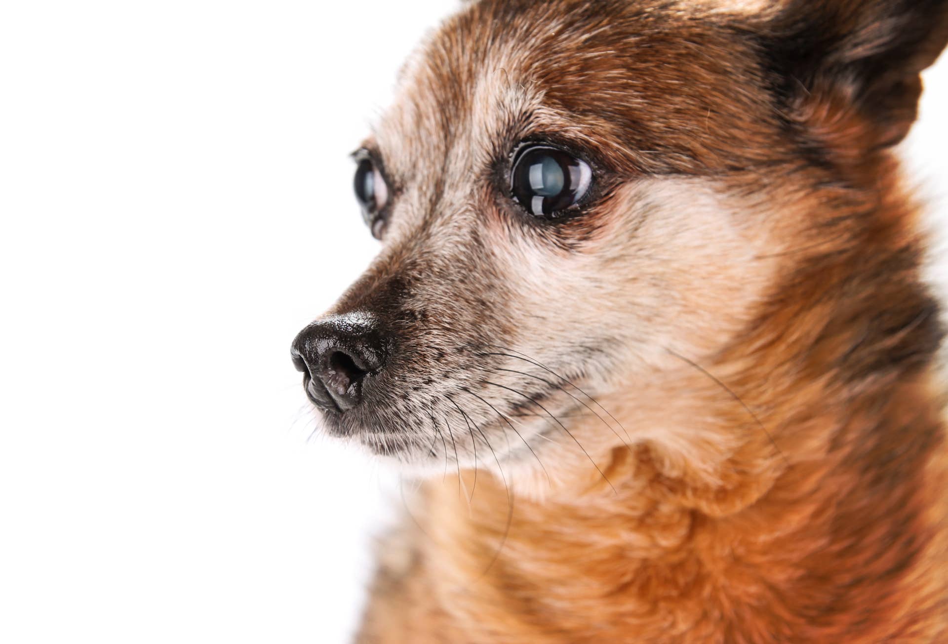 Introduction to Senior Rescue Dogs at 'Retirement Home' Is Making