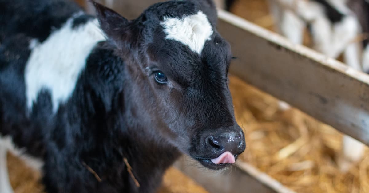 Steer's Tender Reaction to Meeting Calf for the First Time Is Touching ...