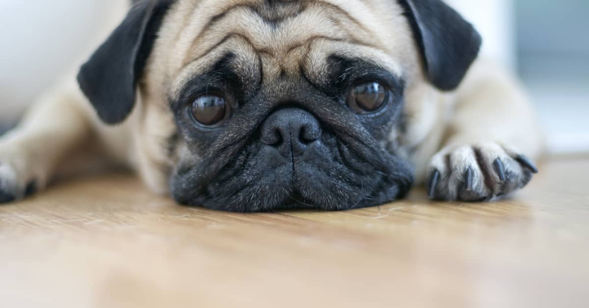 Pug's Over-the-Top Reaction to His Humans Coming Home Is Everything ...