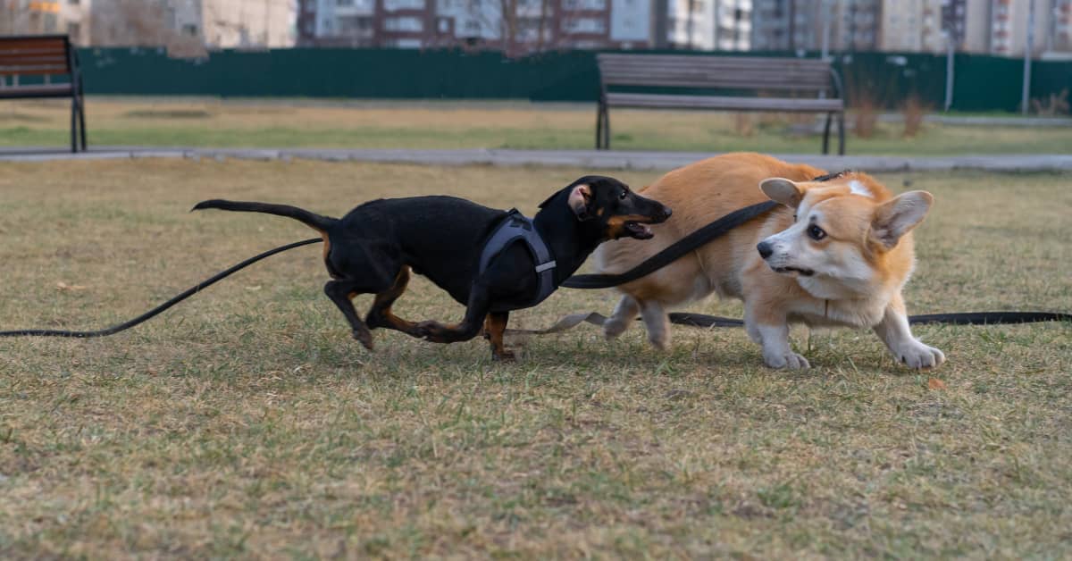 Dog Trainer Warns of Common Danger That Happens at the Dog Park