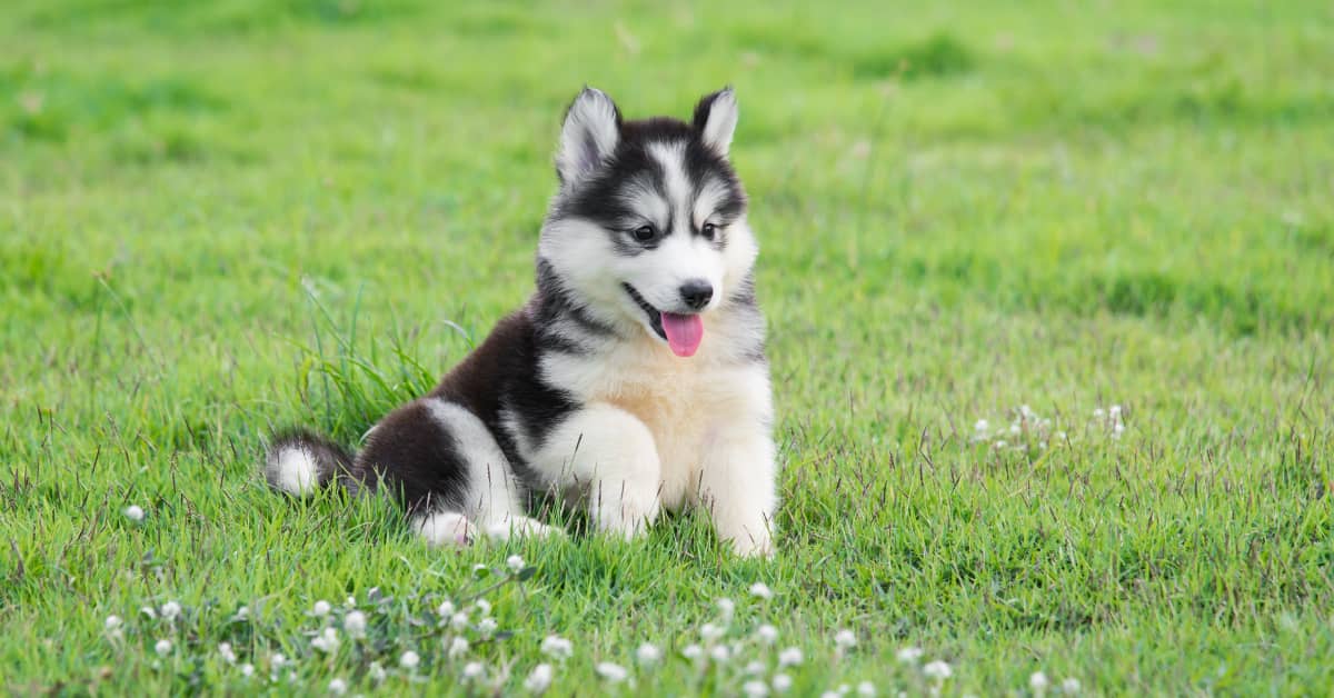 Husky Puppy's Sassy Little Attitude Is Impossible to Resist - PetHelpful