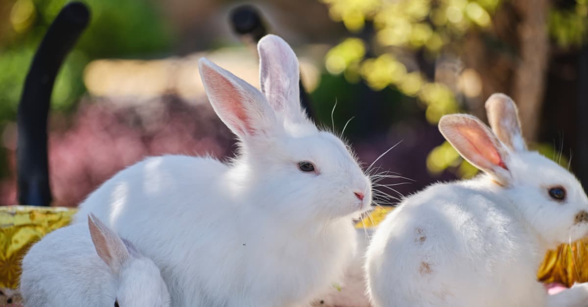 Cadbury Bunny Winner Announced and Everyone Is in Love PetHelpful News