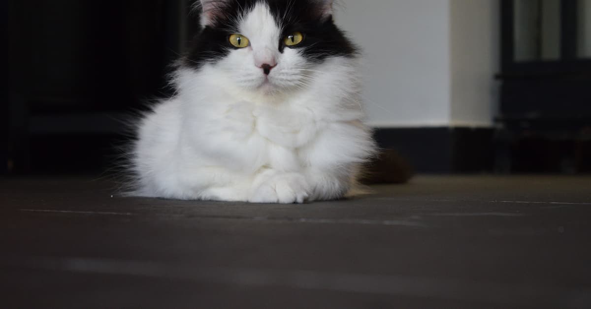 5-Legged Cat Makes Her TikTok Debut and People Are Enchanted - PetHelpful