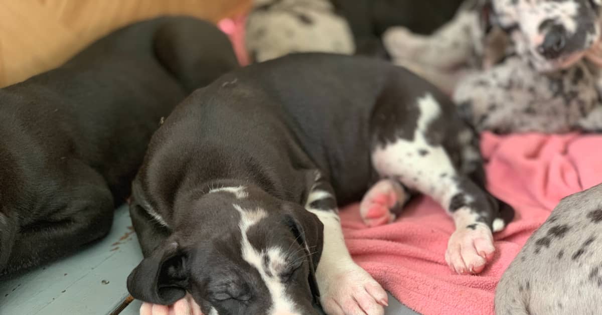 great-dane-mama-s-humongous-litter-of-puppies-has-people-in-shock-pethelpful-news