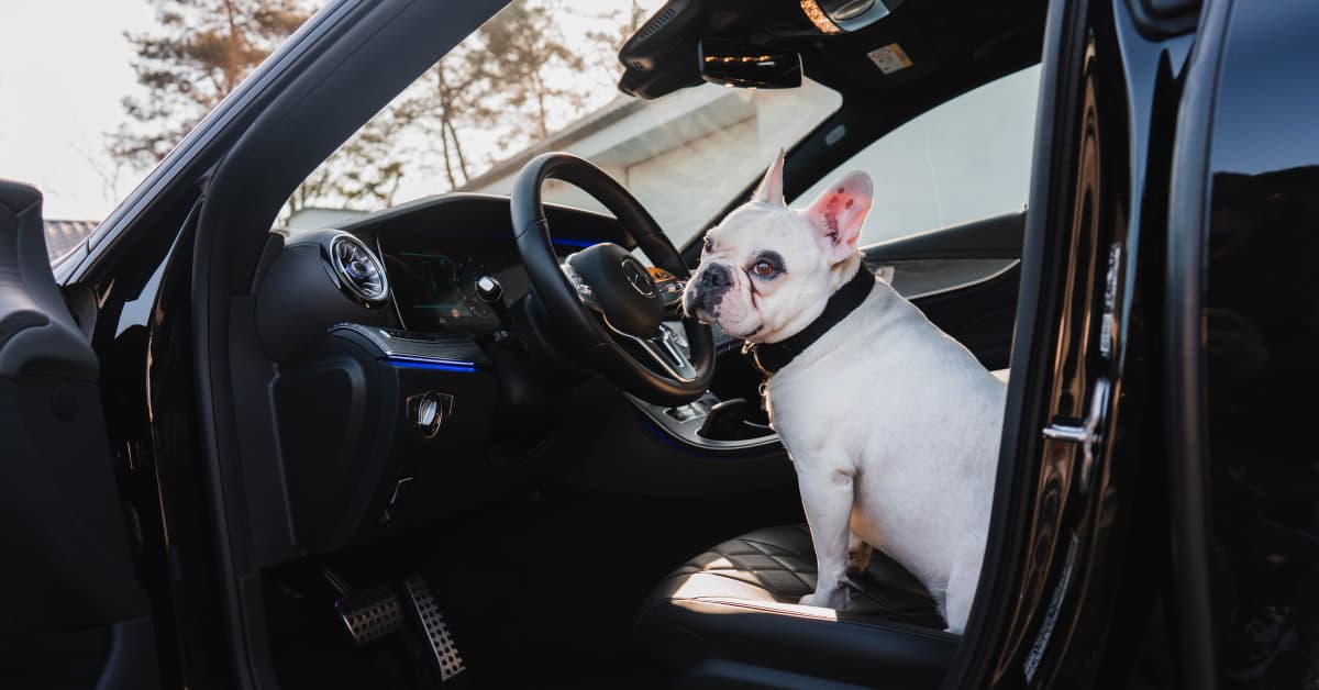 French Bulldog Throws Epic Tantrum When He Can't Ride in the Front Seat