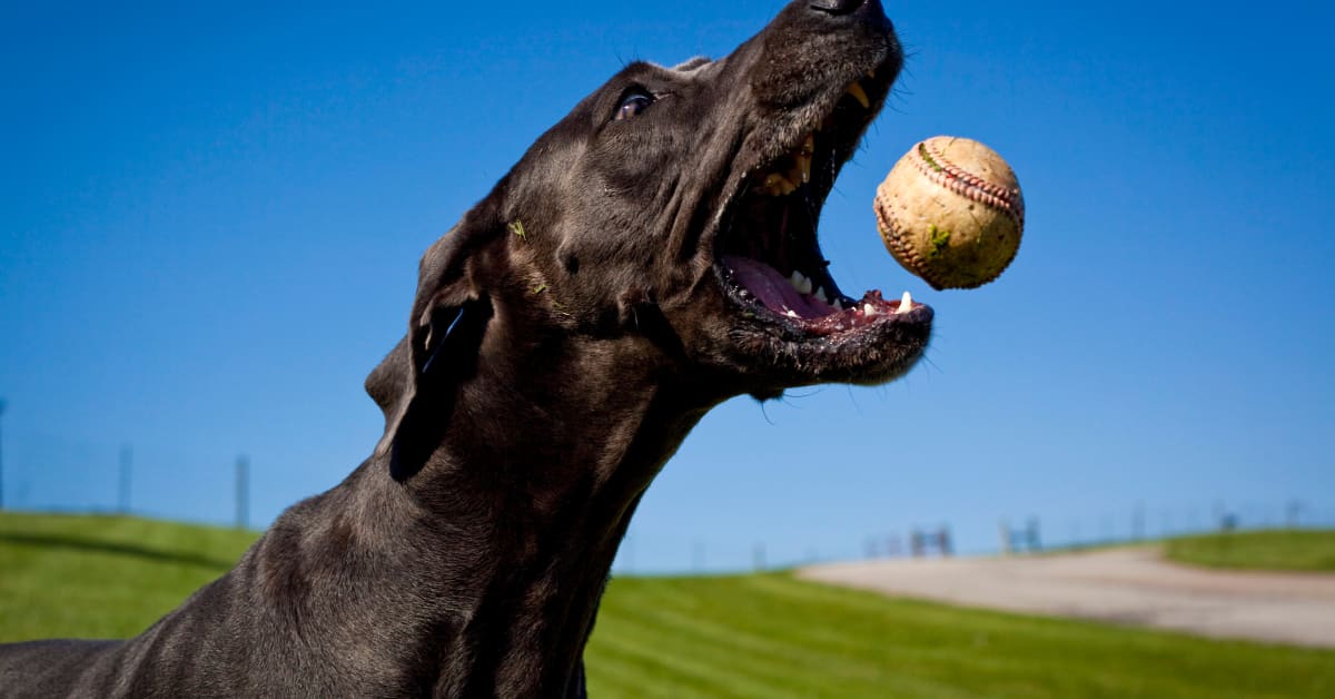 Watch Lucky Dog Catches Home Run Ball During Spring Training Game