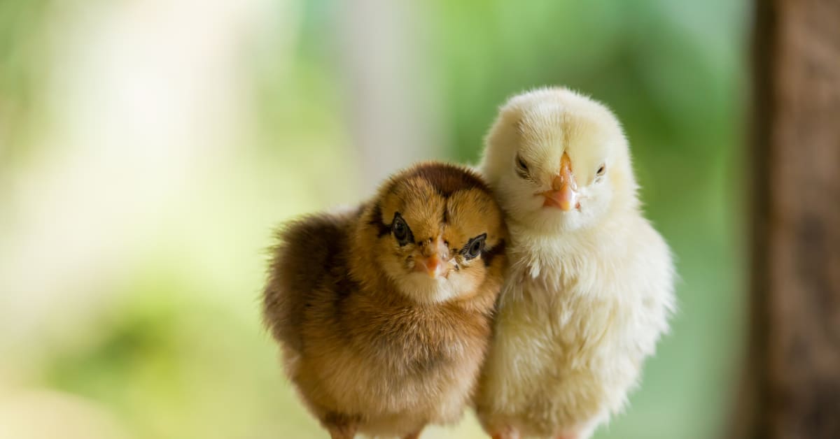 Call Ducks - Adorable, Miniature, Irresistible - Pampered Chicken Mama
