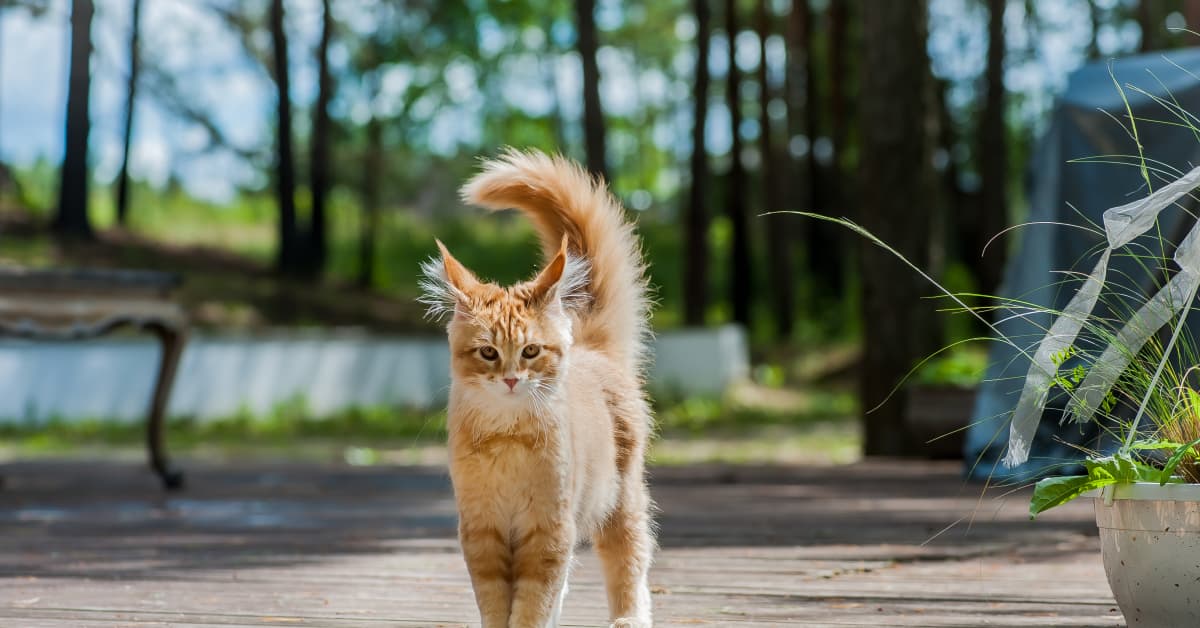 Disneyland's Acceptance And Treatment Of Their Resident Cat Colony Is ...