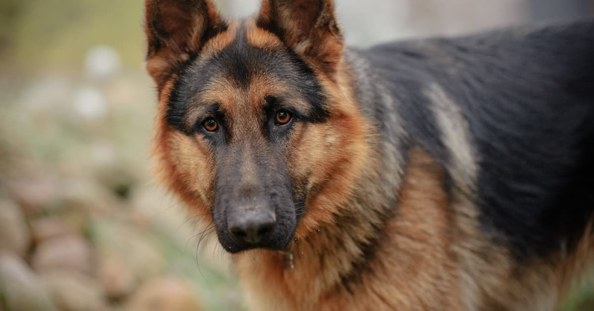 Service Dog Can't Stop Staring at His Beauty After Discovering a Mirror ...