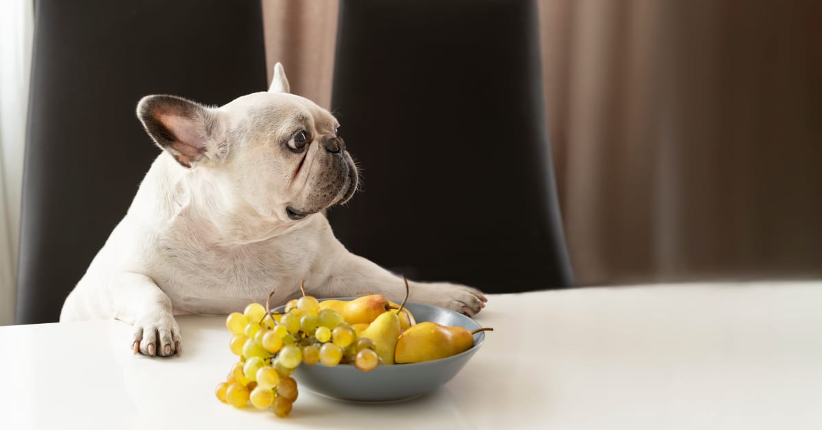 Video Explains What Exactly To Do If A Dog Ever Eats A Grape   Shutterstock 2216342441 