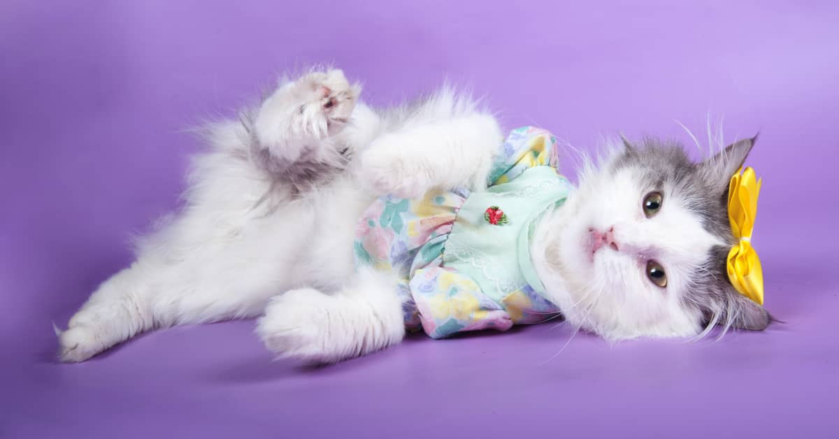 Target Is Now Selling Matching Spring Dresses for Pet Parents and Fur Babies PetHelpful News