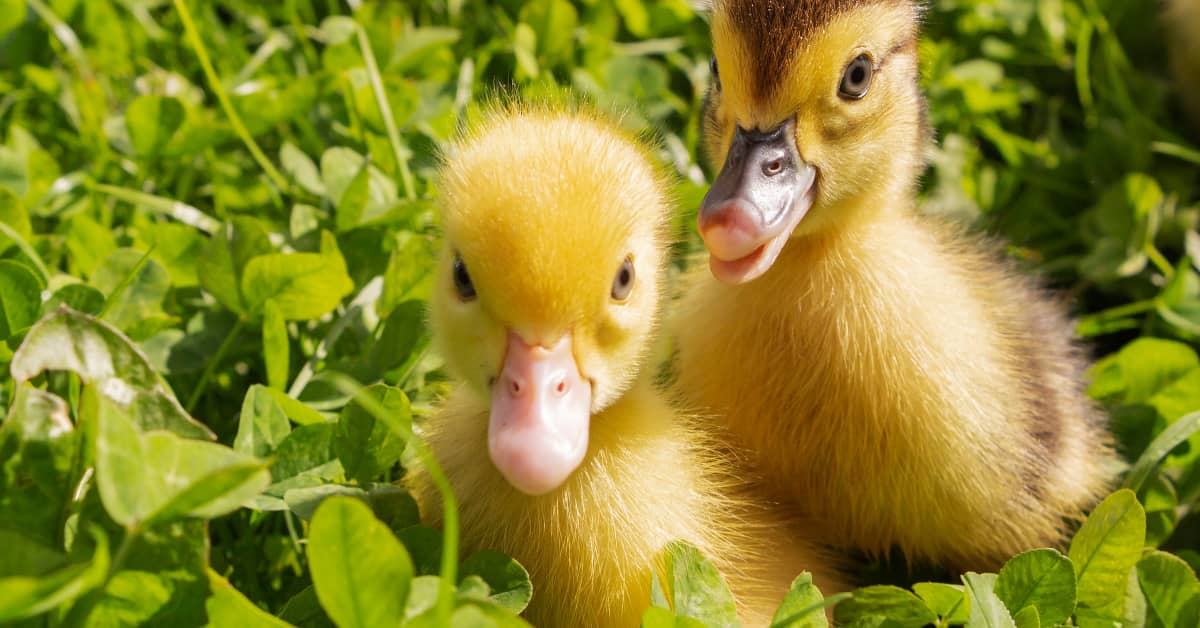 Precious Video of Ducks Swimming In a Watermelon Pool Melts Everyone's