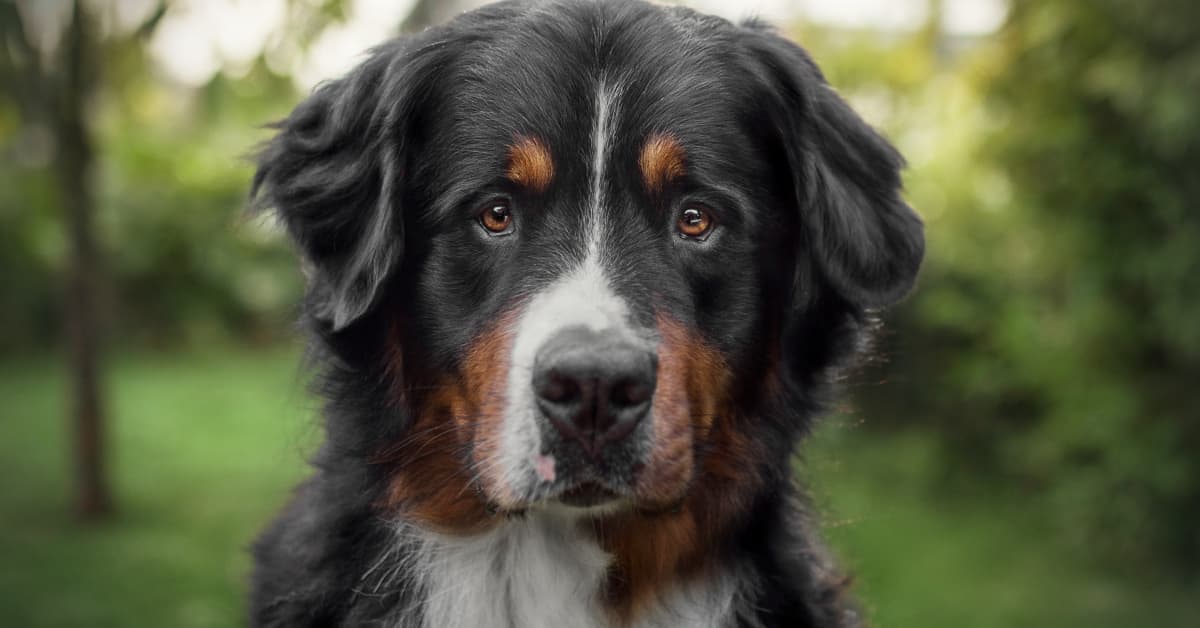 Bernese Mountain Dog's Obsession with Stuffed Animal Shark Is ...