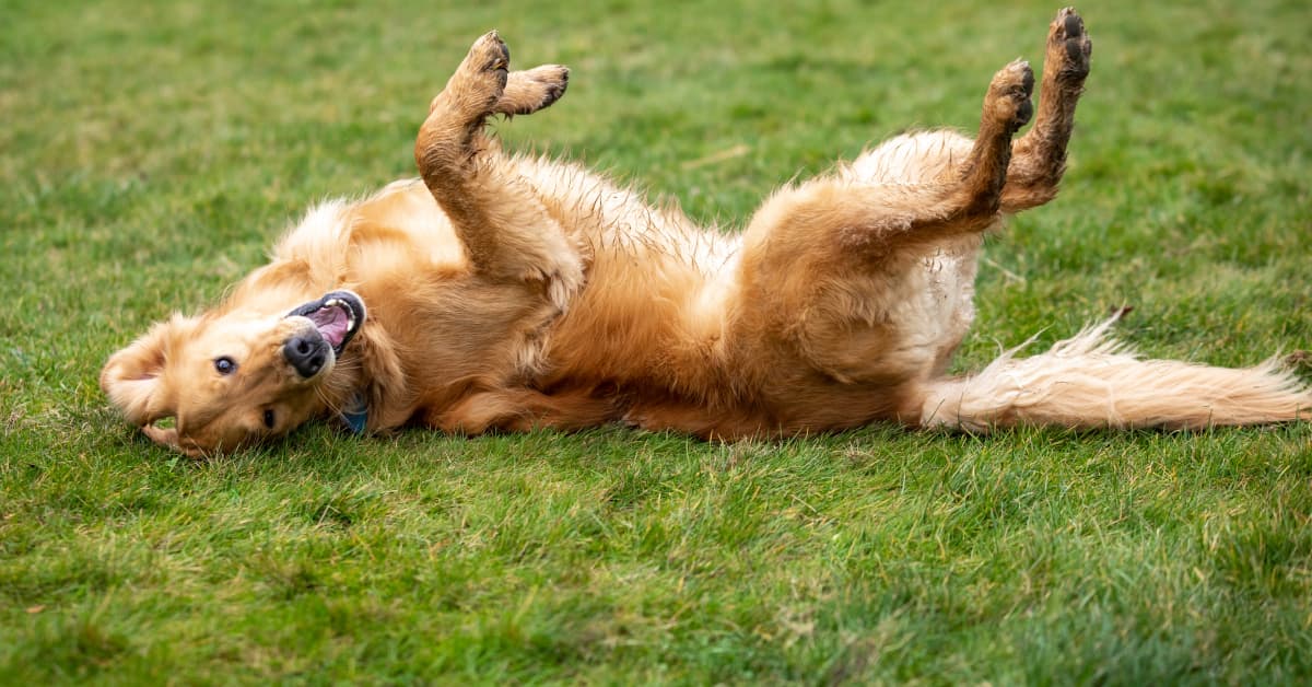 Delivery Driver's Pure Love for Golden Retriever Is Going Viral ...