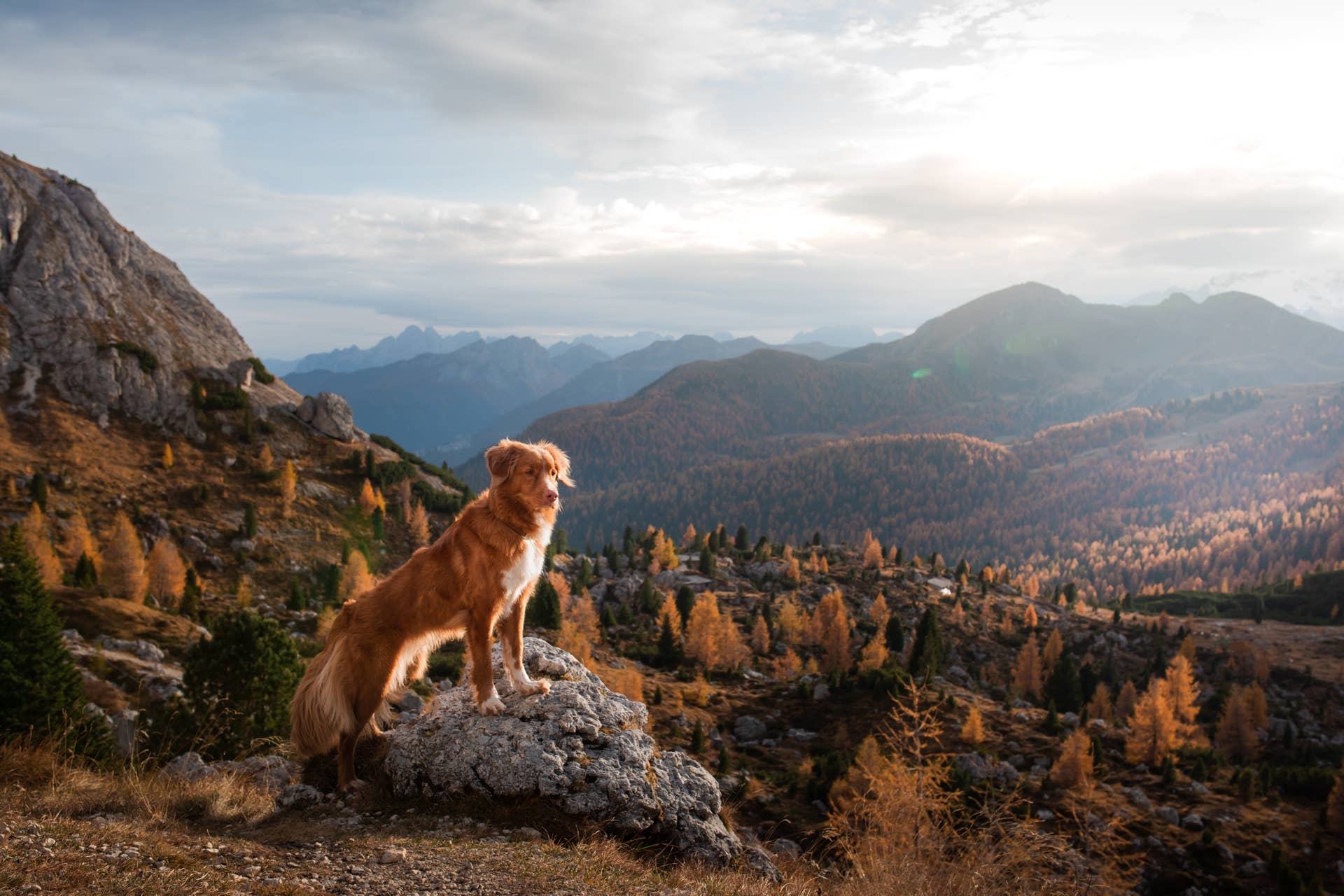 Special Ceremony Held for Dogs in New Hampshire Who Complete Major