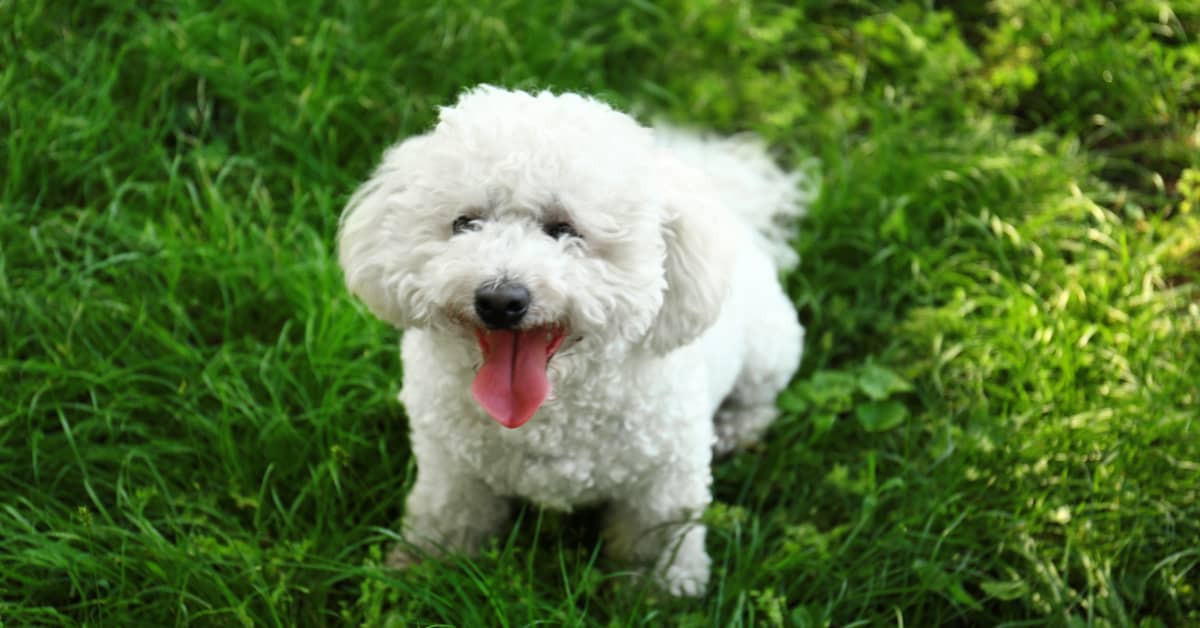 Bichon Frise's Cute Reaction to Strangers Giving Him Attention Goes ...