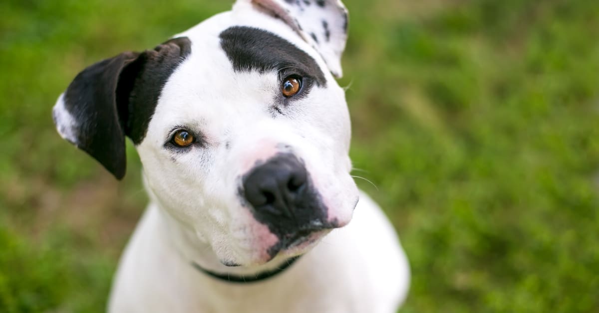 Dog Gets All Dressed Up for Adoption Day and Not One Person Asks to ...