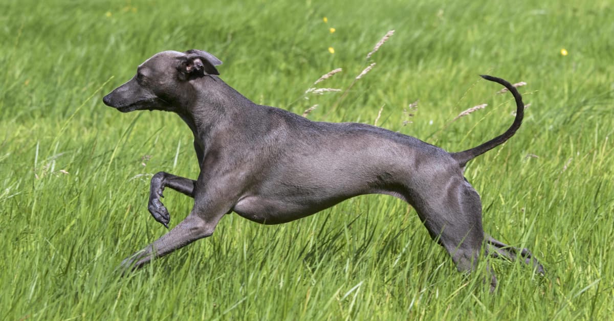 Greyhound's Elated Reaction to Finally Having a Backyard Is Full of ...