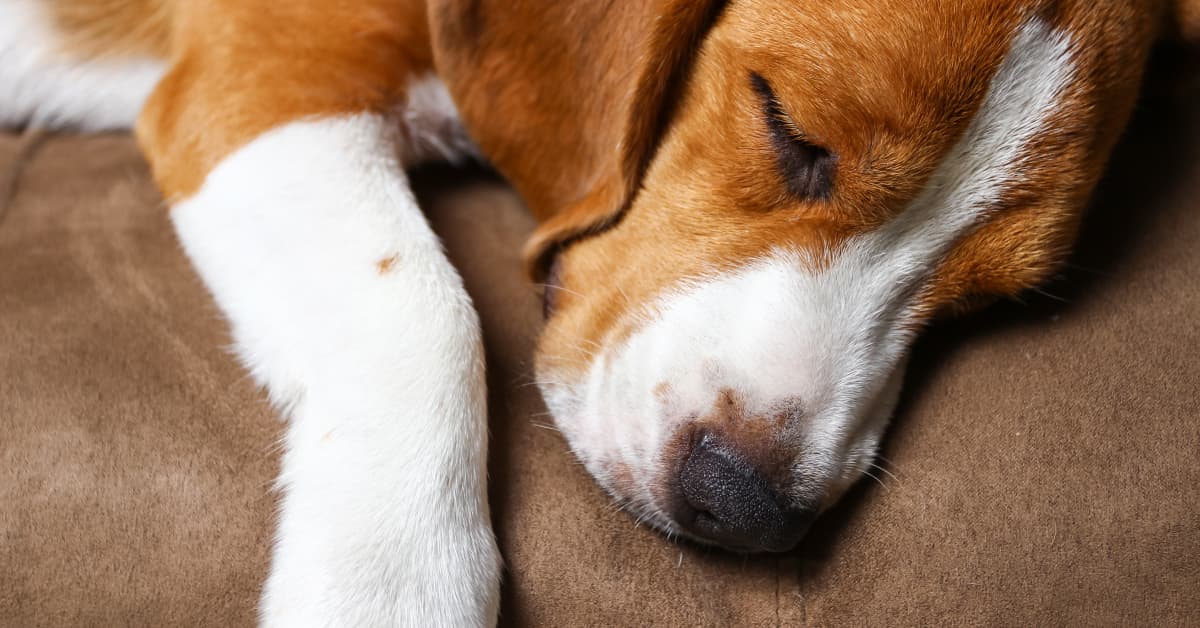 Purpose Behind Dogs Licking Their Owners Before Going to Sleep Is