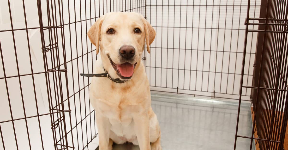 Dad's Plan To Teach His Golden Retriever to Open the Crate Completely