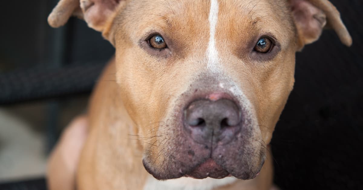 Dog Begging to Be Held Like the Family's Baby Too Is So Sweet ...