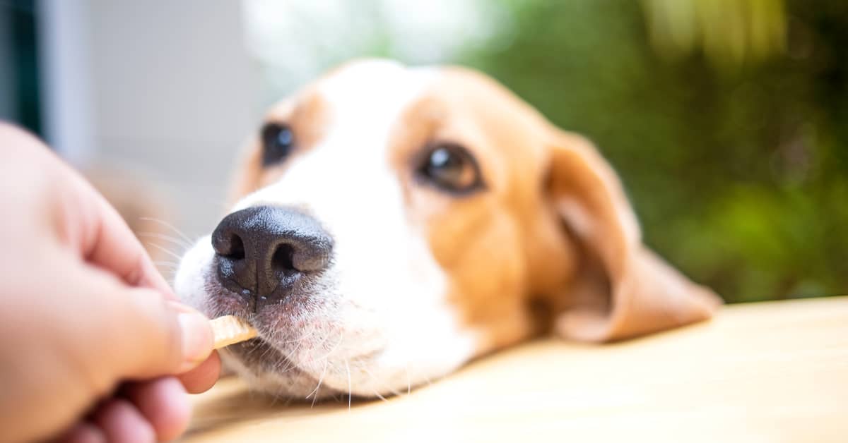 List of Human Food Dogs Can Eat Safely Should Be in Everyone's Back