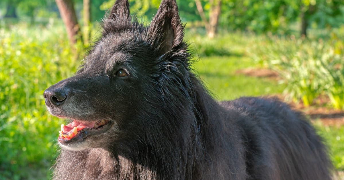 New Wolf-like Dog Breed Called The 'blue Bay Shepherd' Created In The U 