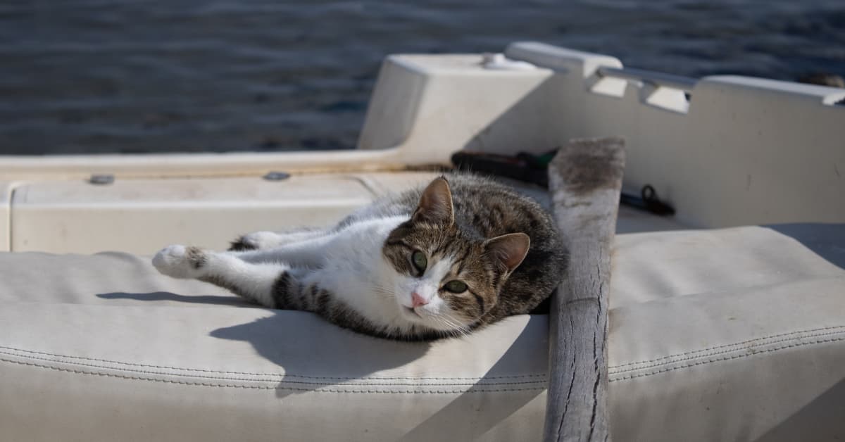 Cat Sailing Around the World with Her Parents Is Truly Living Her Best ...