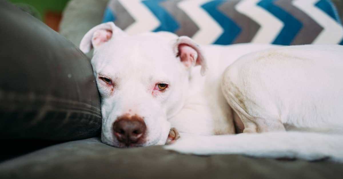 dog-owner-accurately-shows-the-difference-between-cuddling-senior-and