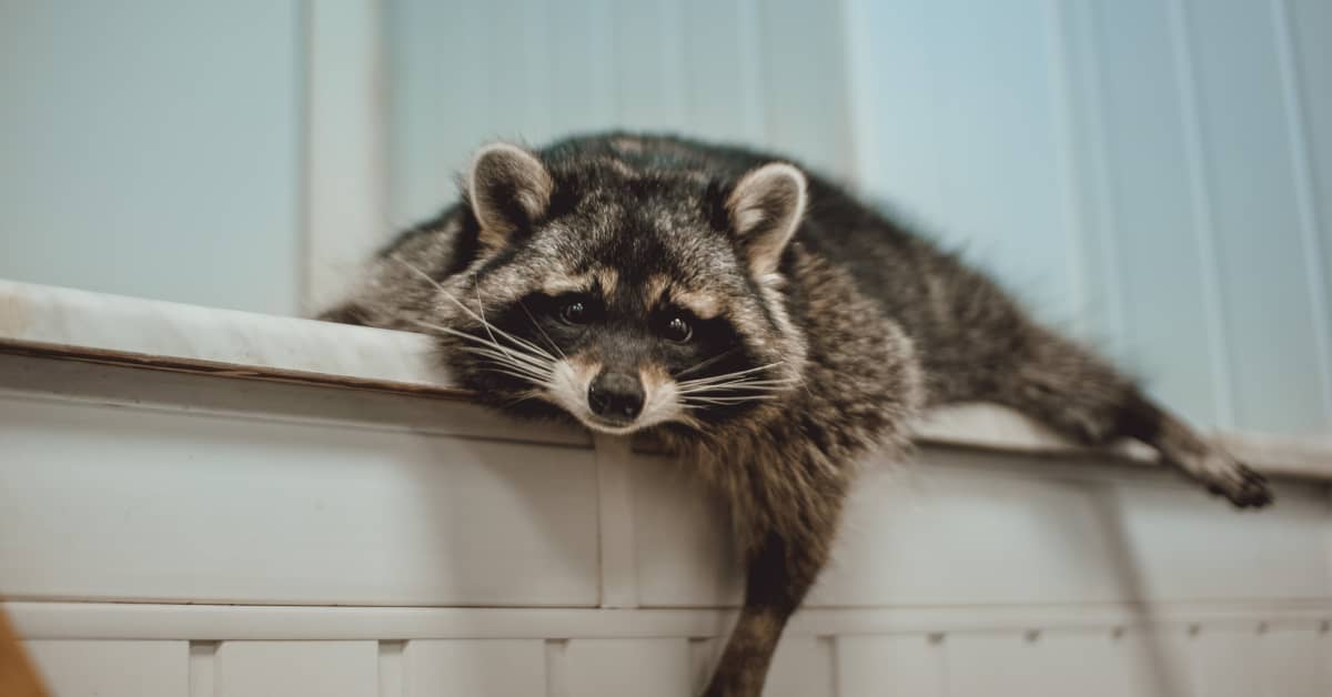Pet Raccoon With Cerebral Palsy Playing Hide-n-Seek With Dad Is Winning