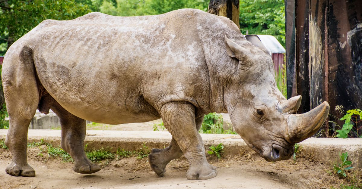 Phoenix Zoo Battling Record Temperatures Takes Extra Steps to Prevent ...